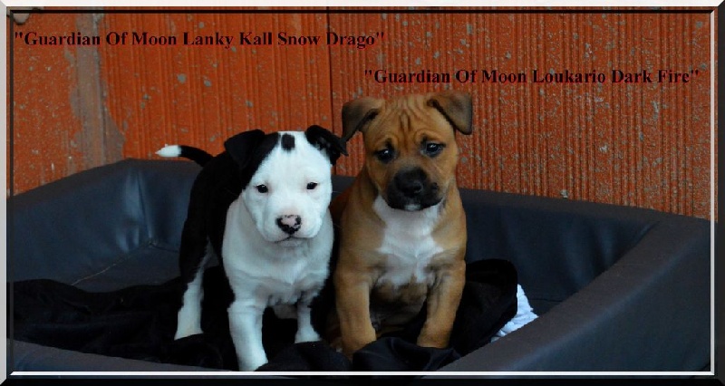 chiot American Staffordshire Terrier Guardian Of Moon